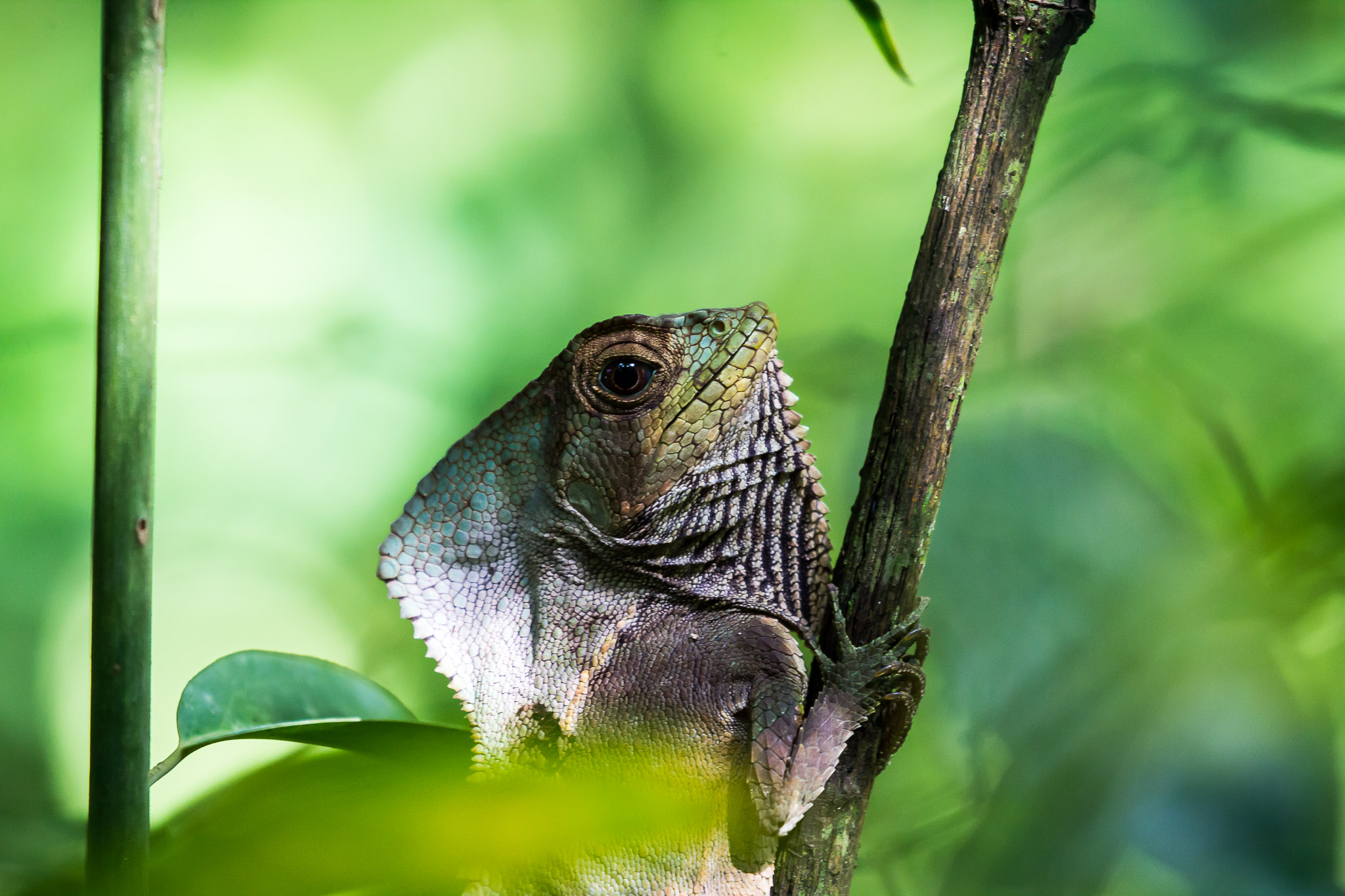 Green Iguana