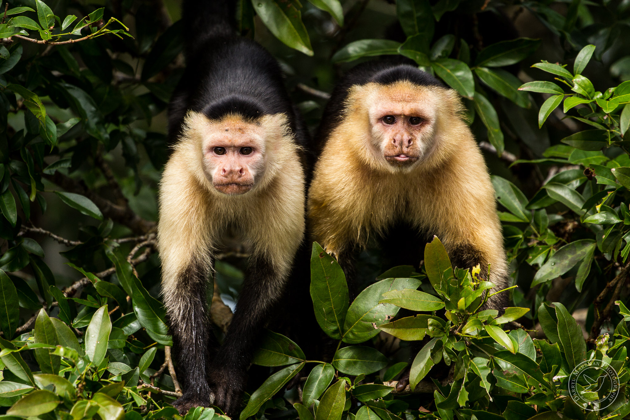 Capuchin Monkies