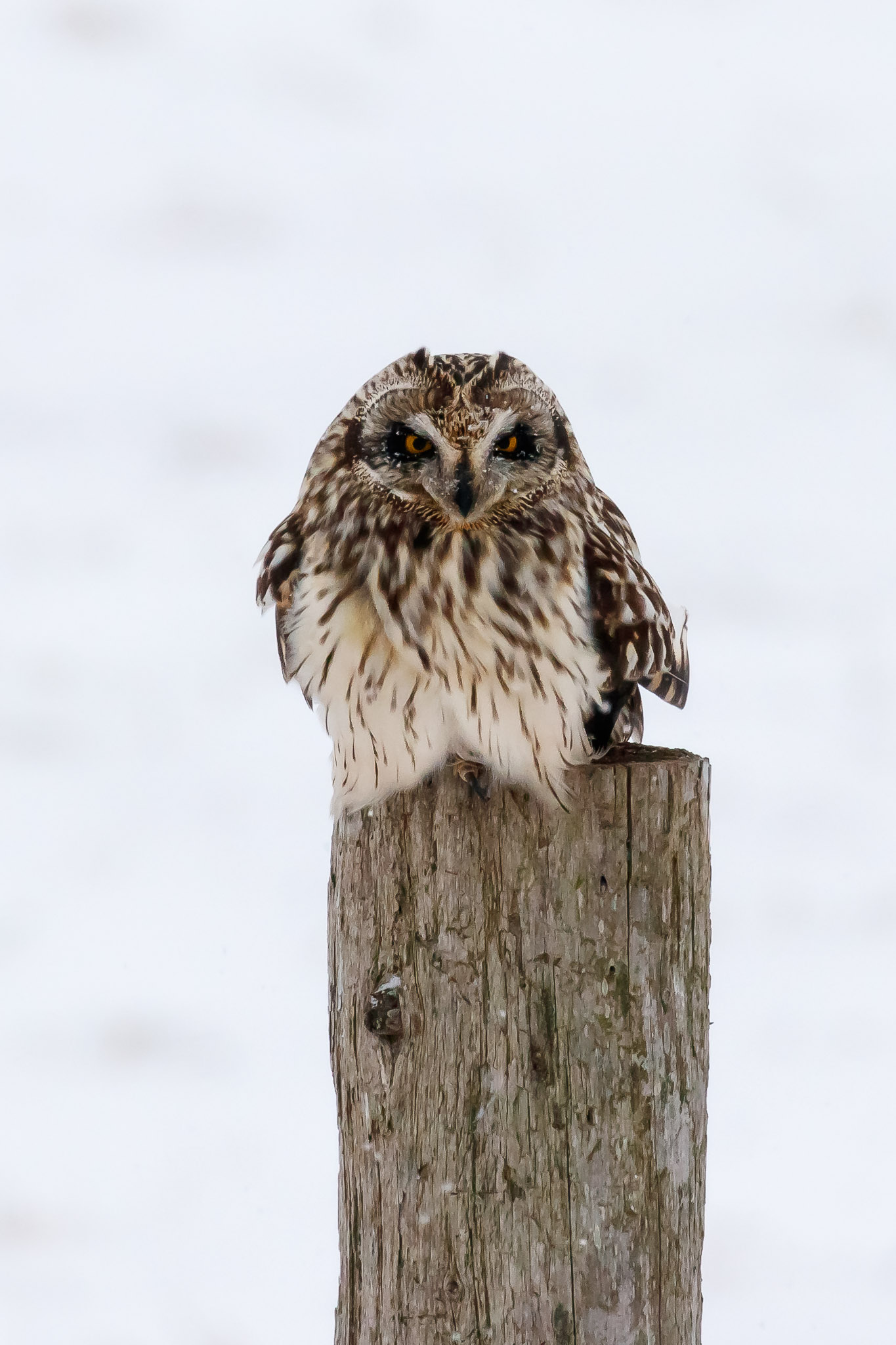 Short-eared Owl