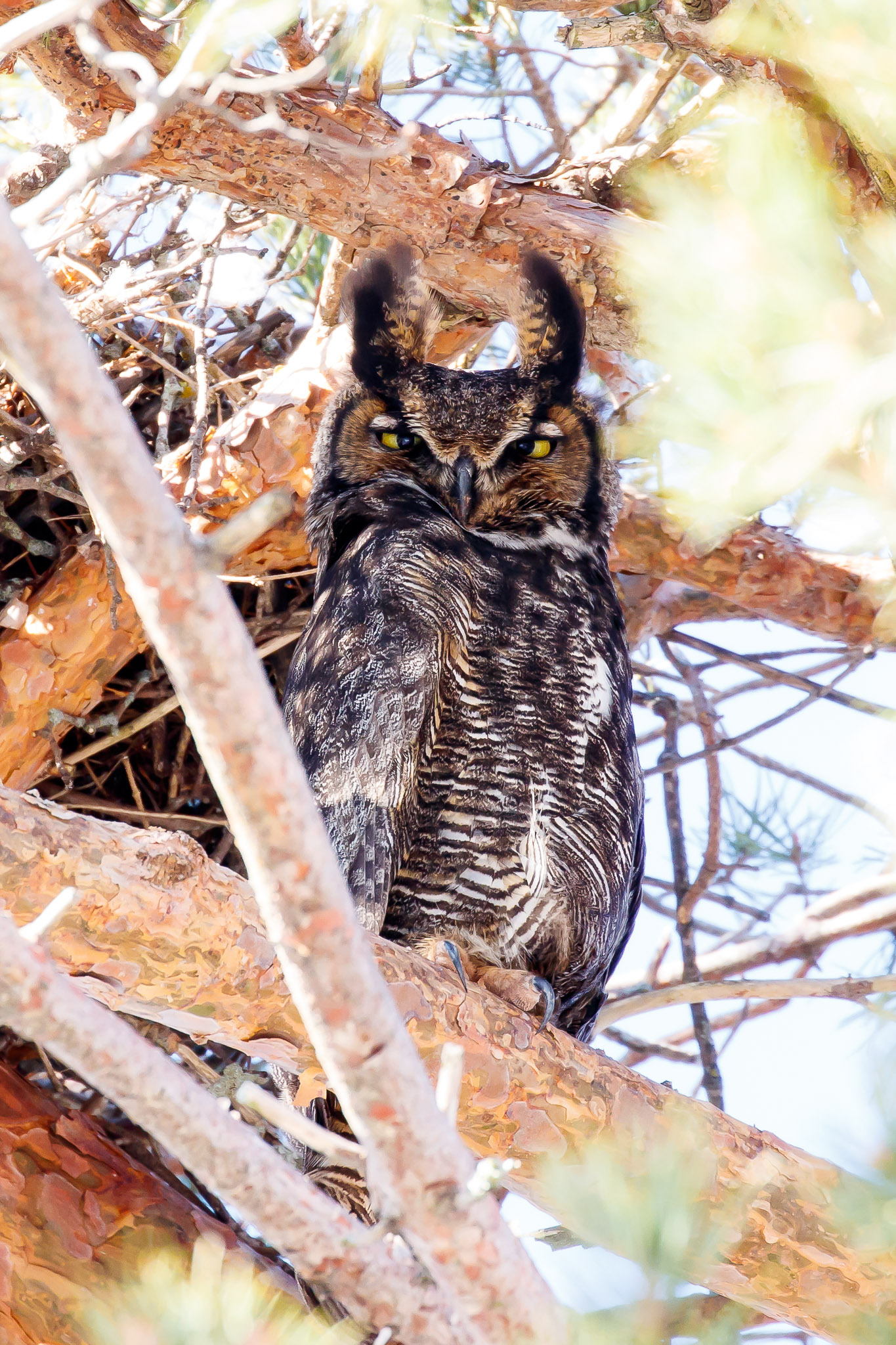 Great-horned Owl