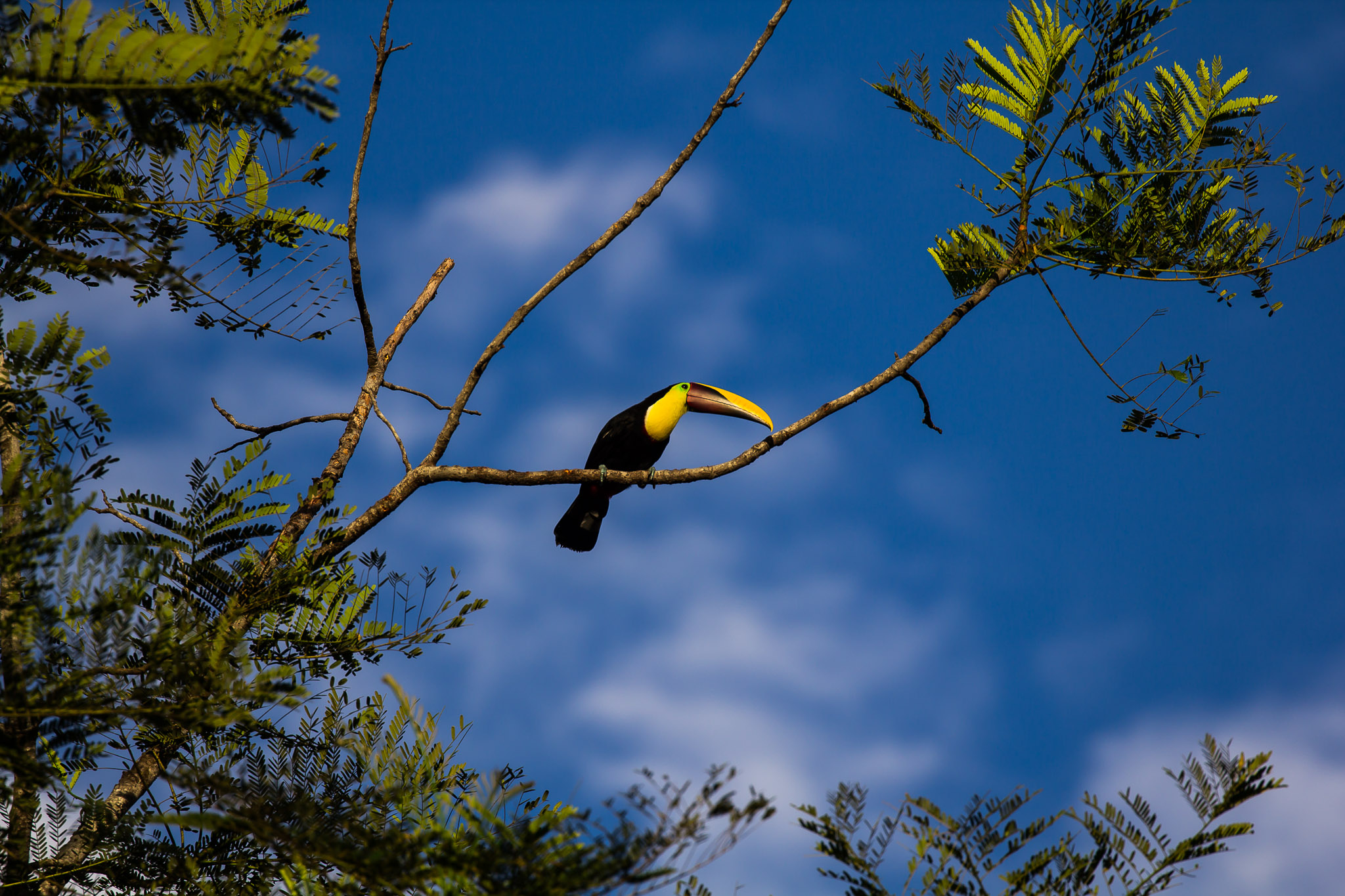 Yellow-throated Toucan