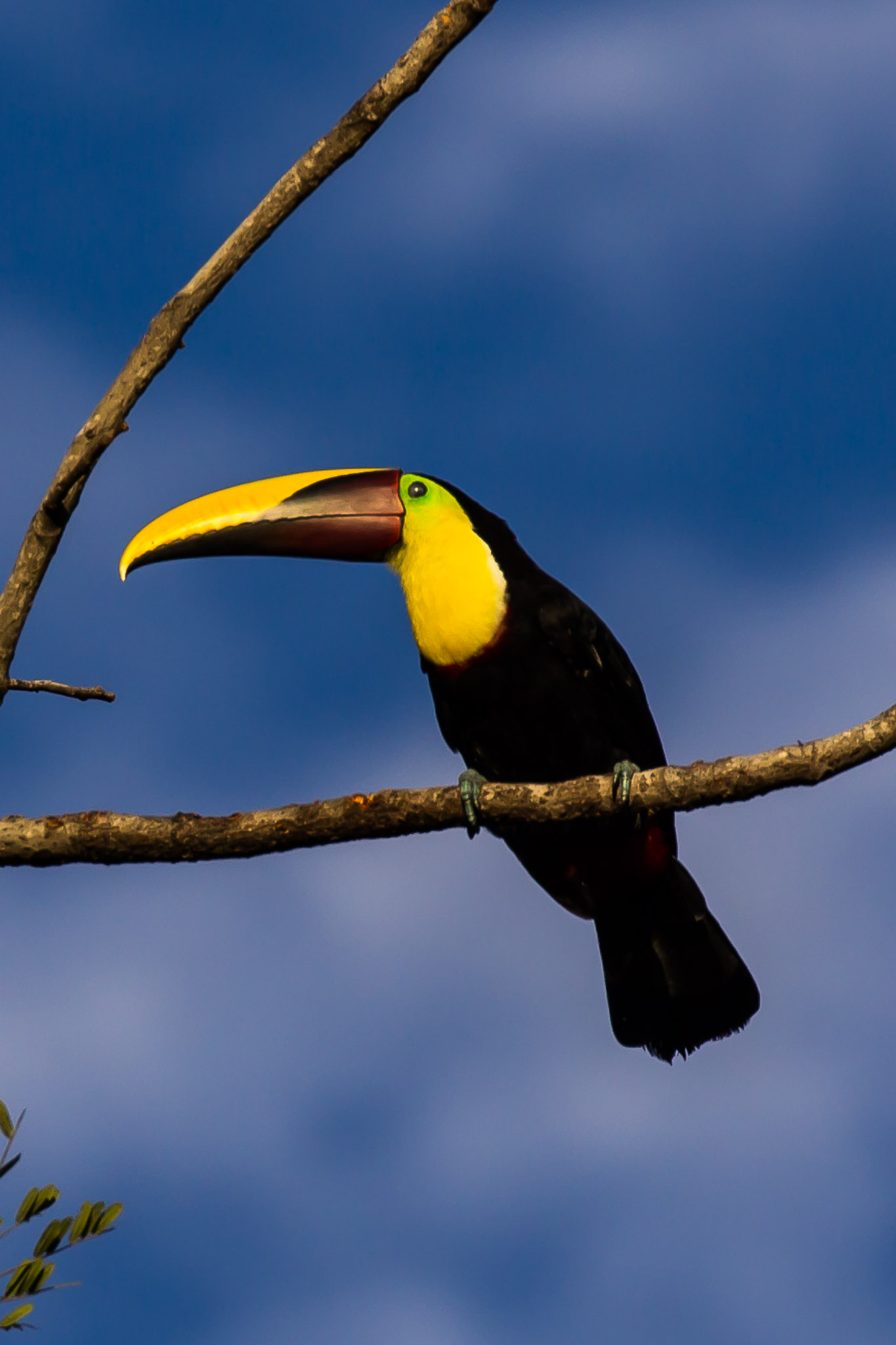 Yellow-throated Toucan