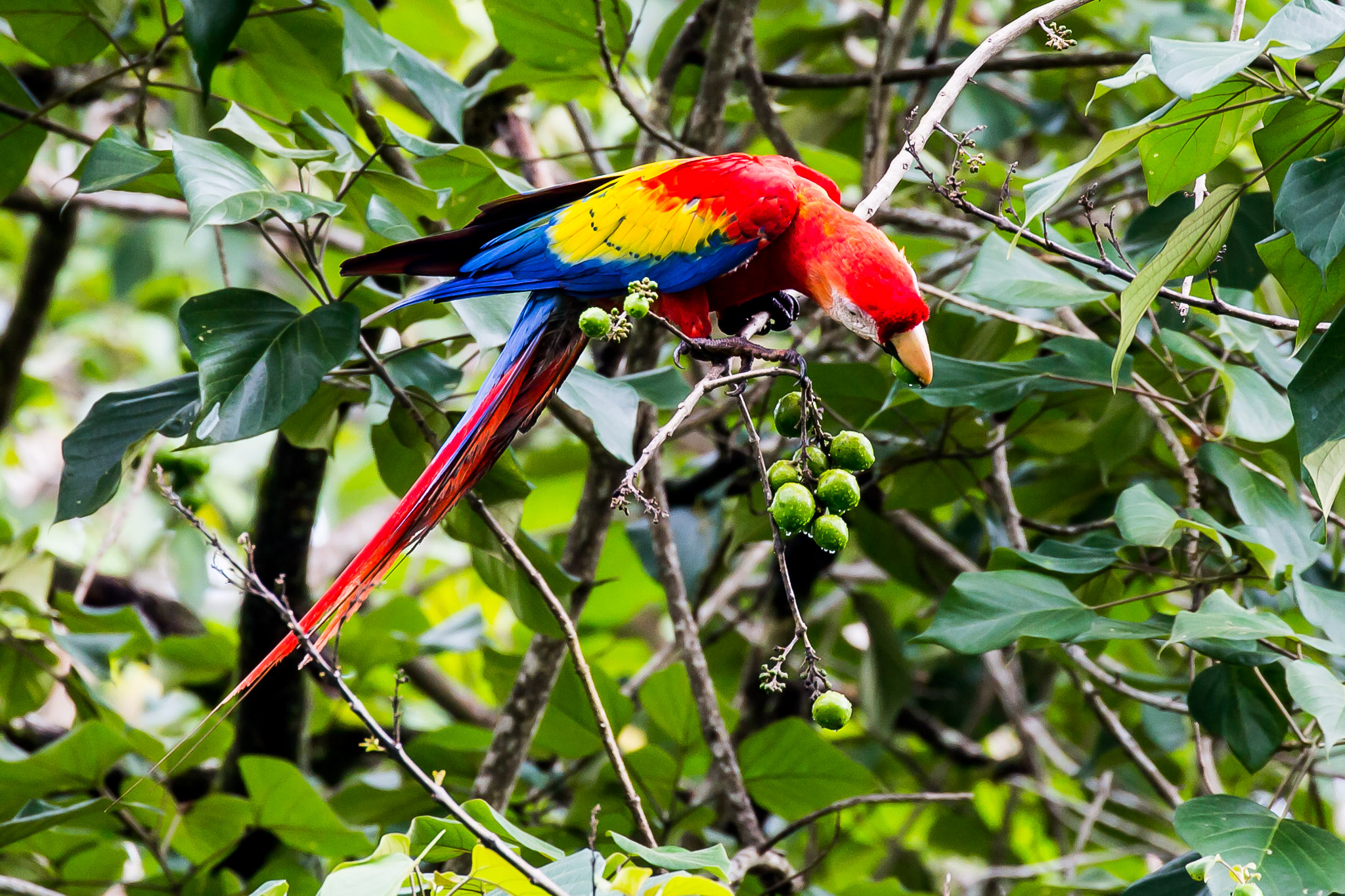 Scarlet Macaw