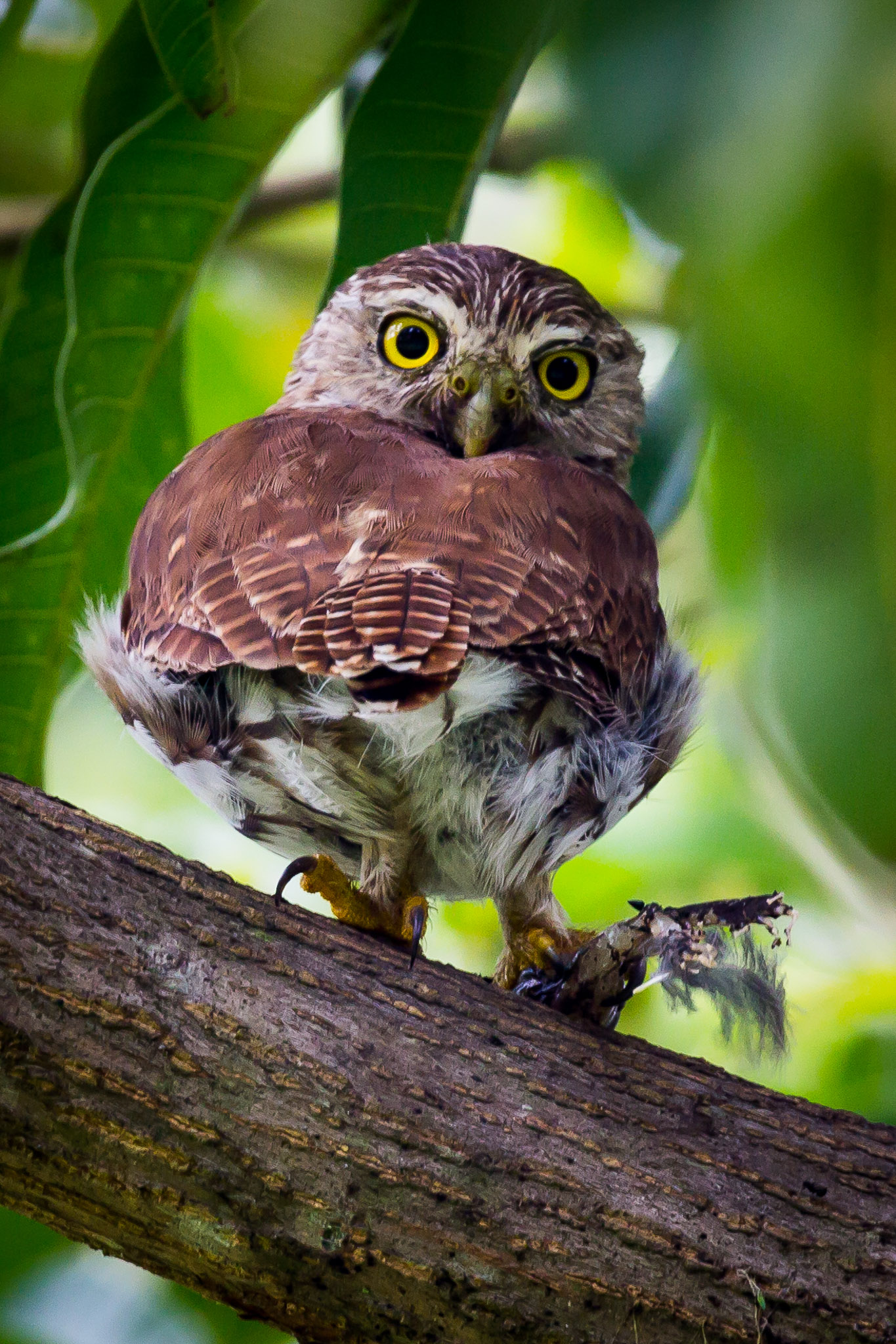 Pigmy Owl