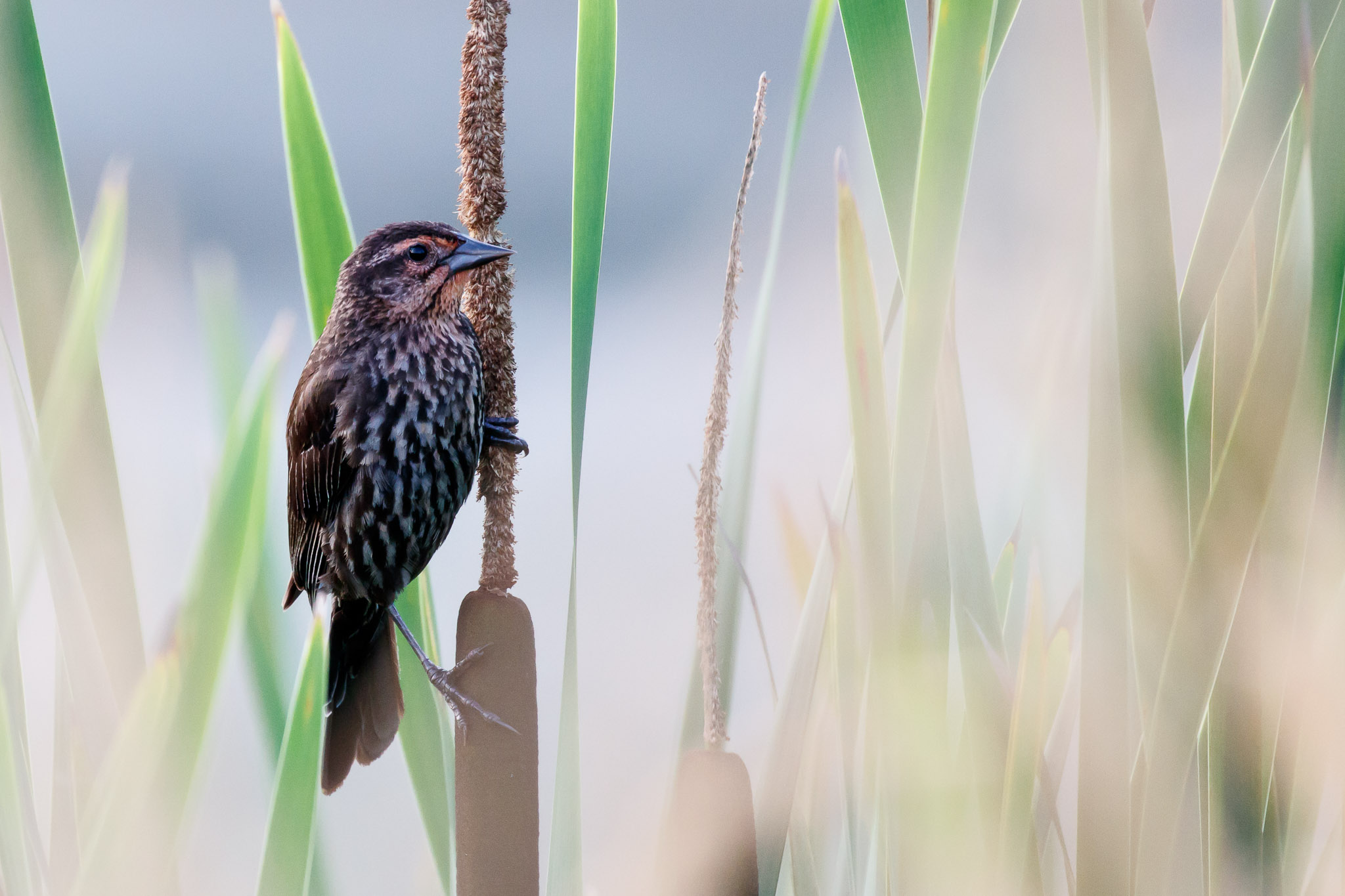 Red-winged Blackbird