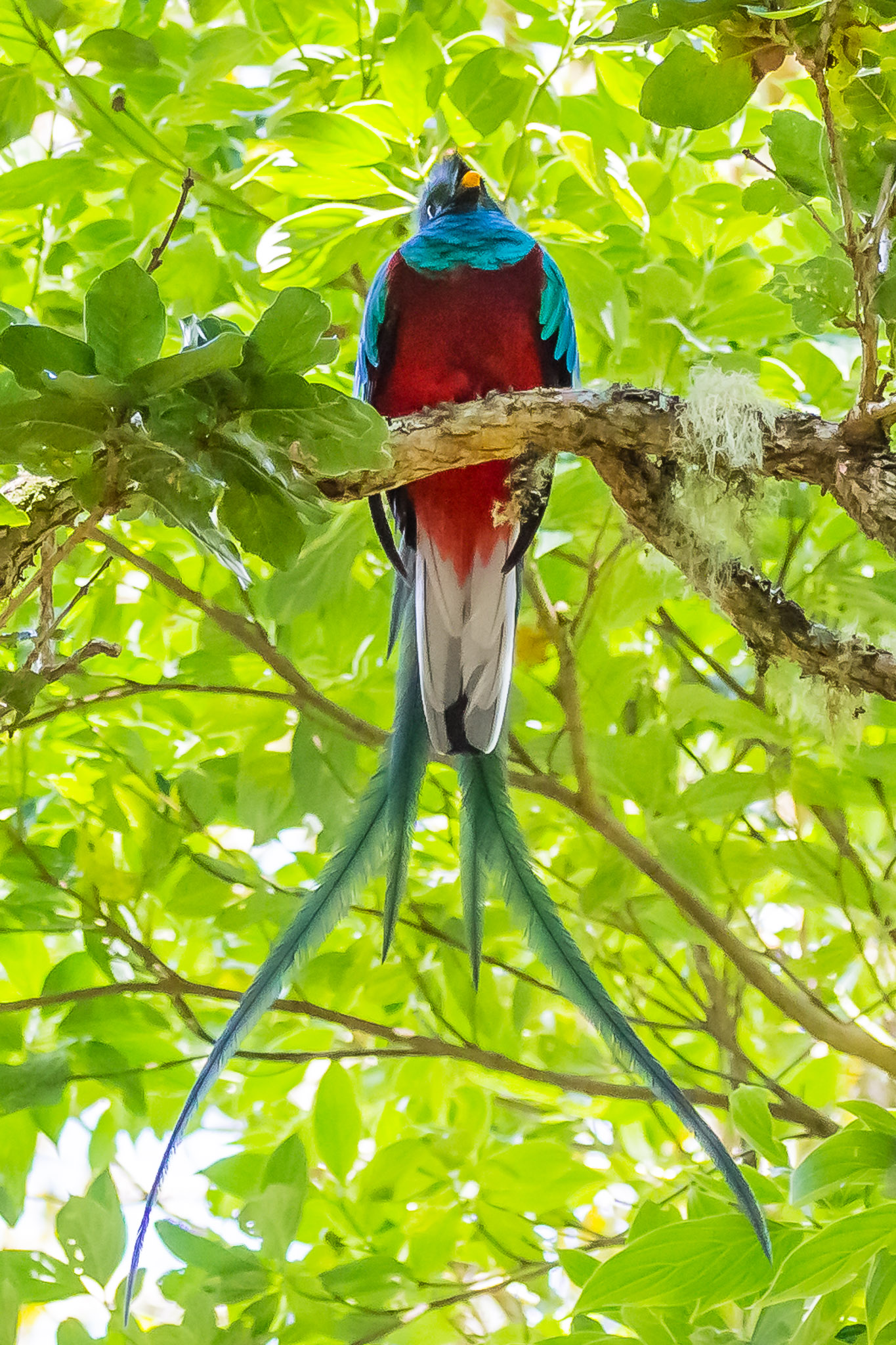 Resplendent quetzal