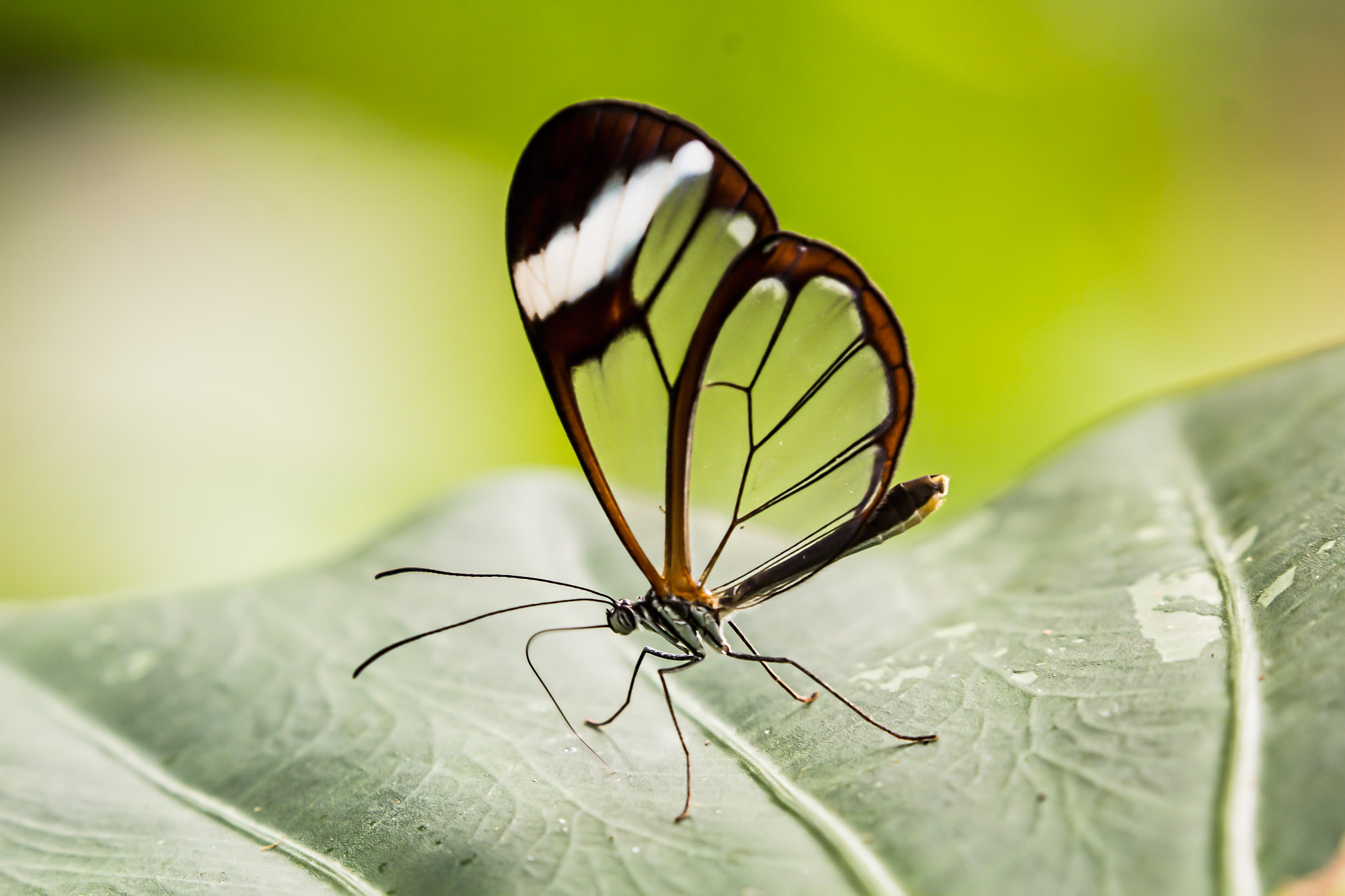 Glasswing Butterfly