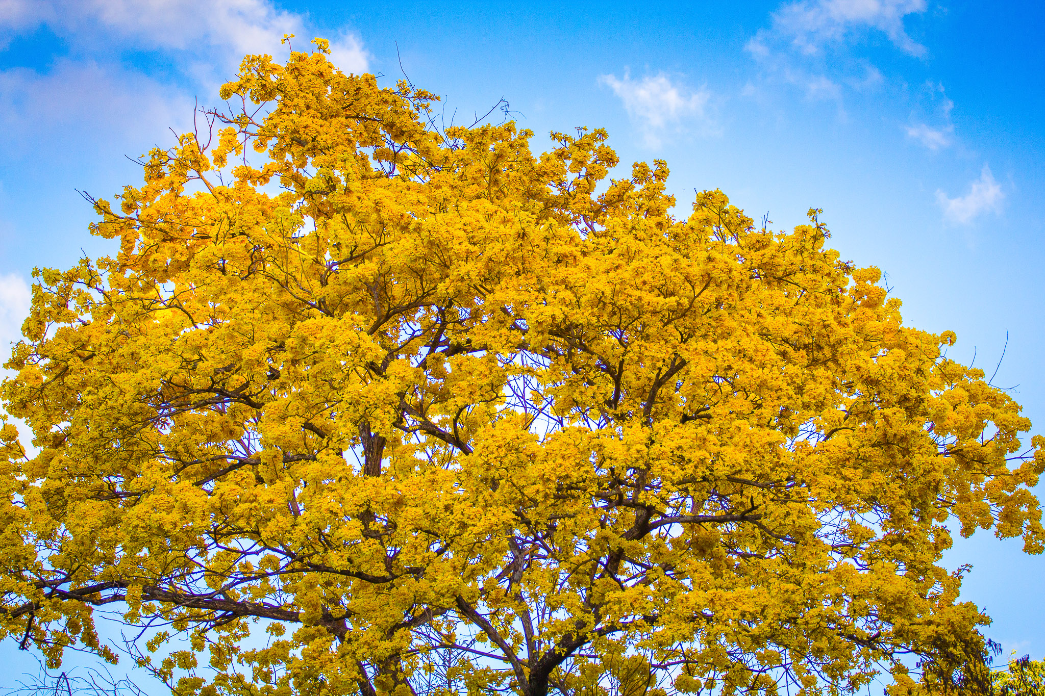 Guayacan Trumpet Tree